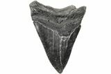 Serrated, Fossil Megalodon Tooth - South Carolina #203097-1